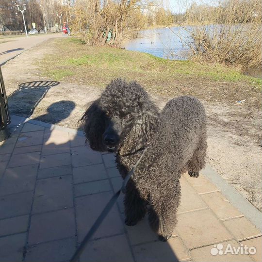 Вязка карликового пуделя