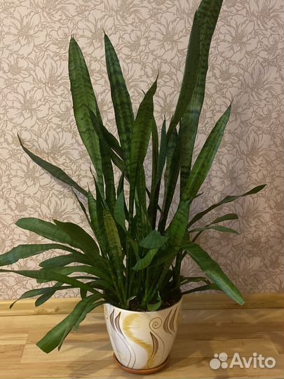 Сансевиерия (тещин язык, щучий хвост)