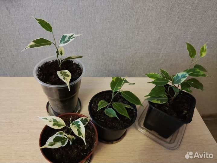 Фикус бенджамина