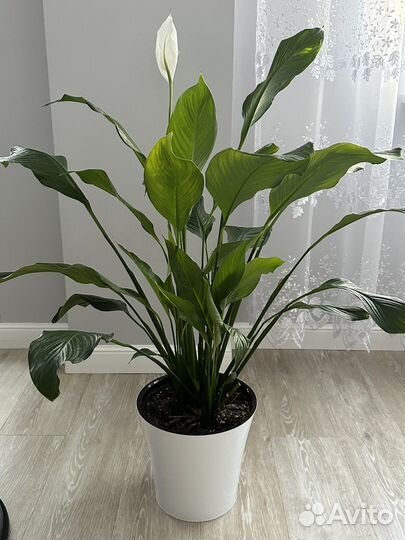 Спатифиллум