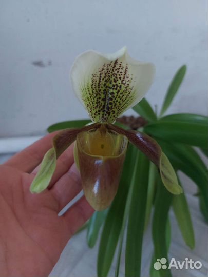 Орхидея пафиопедилум