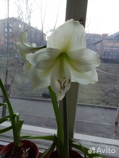 Продам амариллис 