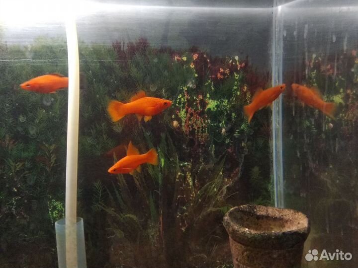 Аквариумные рыбки