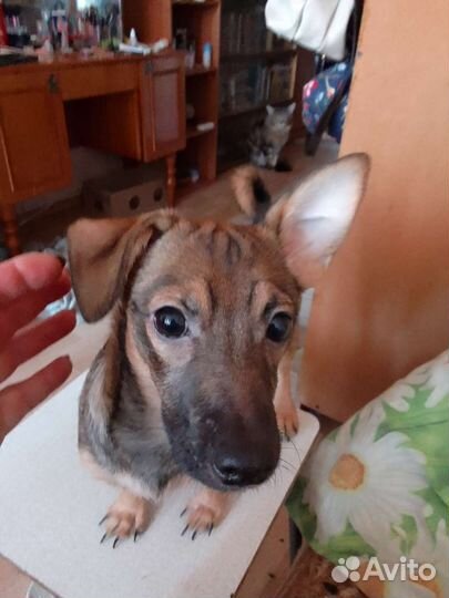 Собака в добрые руки отдам бесплатно