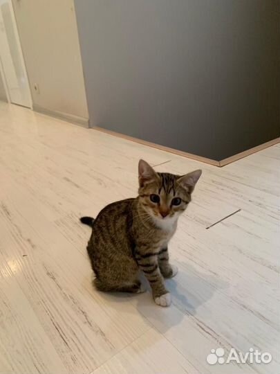 Котенок котята