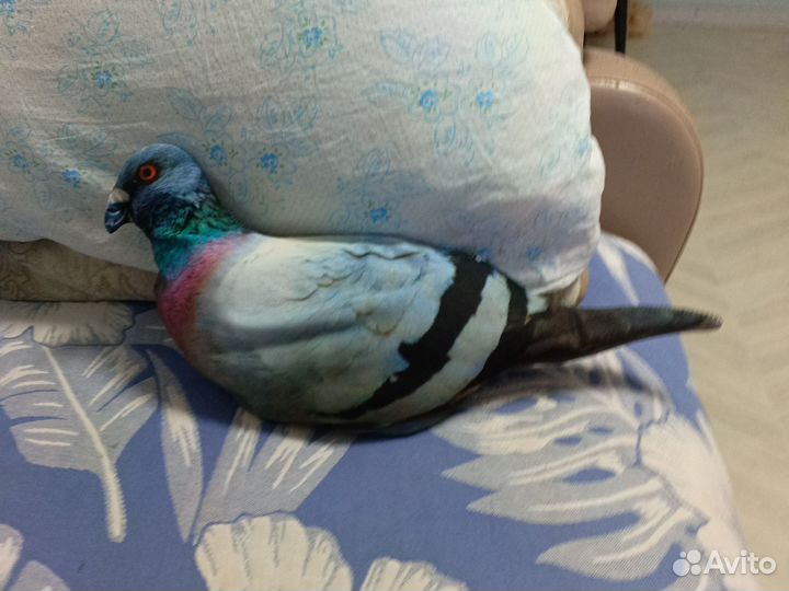 Голубь, попугай