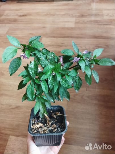 Перчик острый