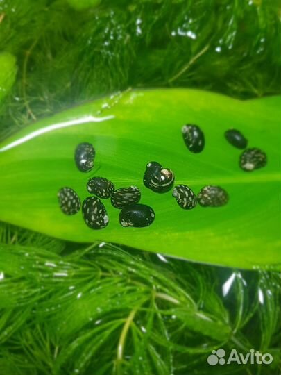 Теодоксус улитка