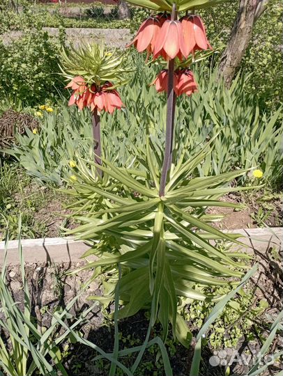 Рябчик императорский