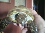 Черепаха сухопутная купить в Калининграде 