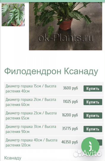 Филодендрон Ксанаду
