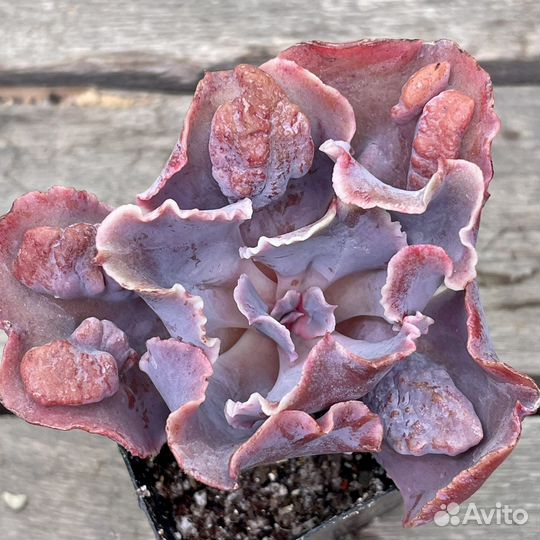 Редкие суккуленты