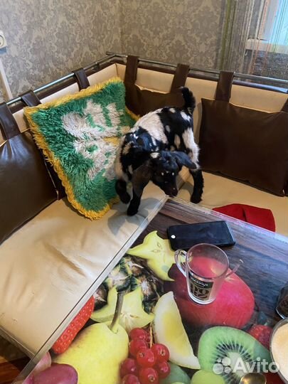 С/х козочка