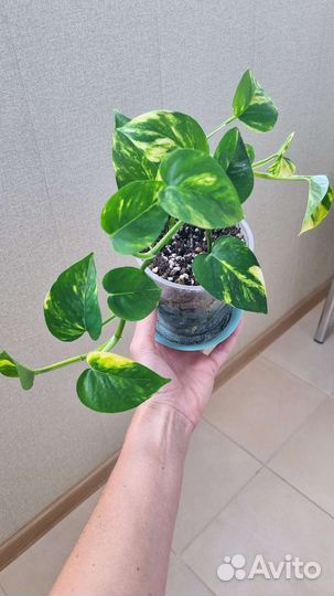 Сциндапсус эпипремнум золотистый