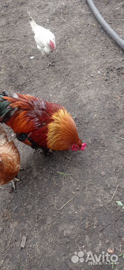 Продам петуха