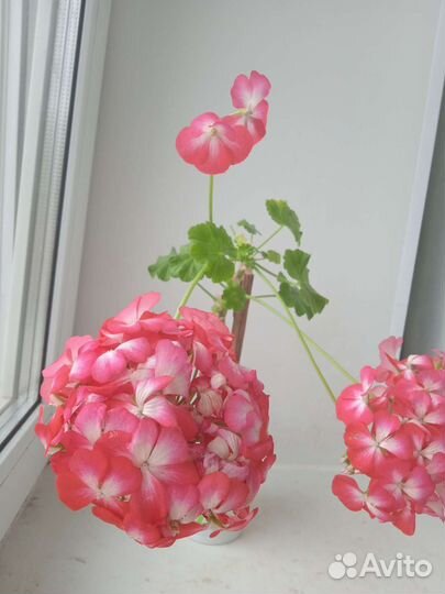 Пеларгония герань, хлорофитум, Алоэ