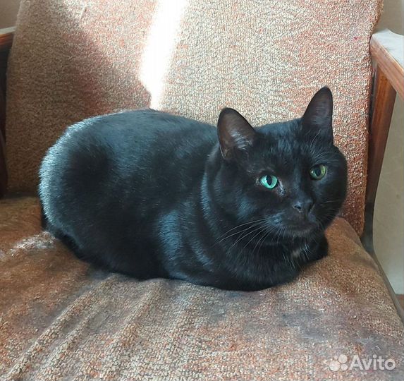 Черный кот Дуглас в поиске дома