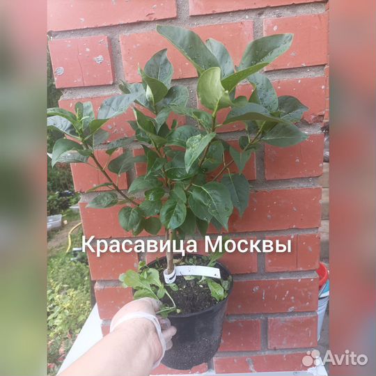 Сортовая сирень