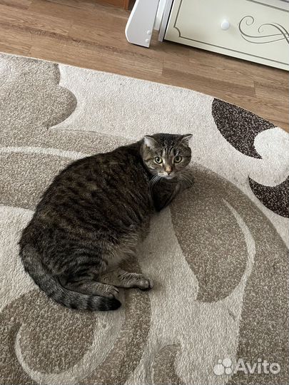 Кошка вислоухая