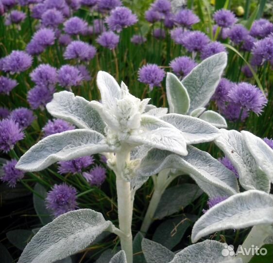 Чистец заячьи ушки