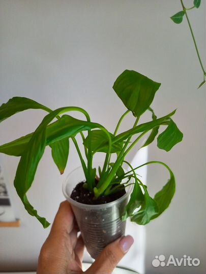 Спатифиллум домино