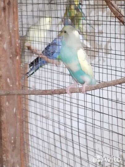 Волнистый попугай