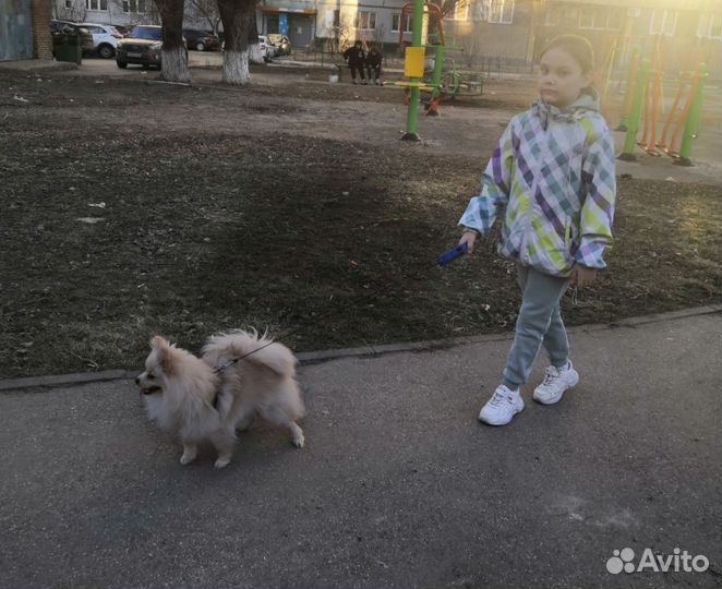 Щенки шпица