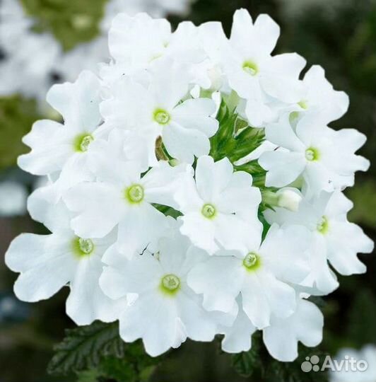 Вербена вегетативная