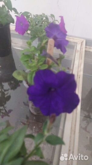 Продам рассаду ампельной петунии
