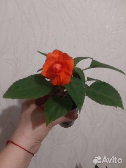 Бальзамин махровый