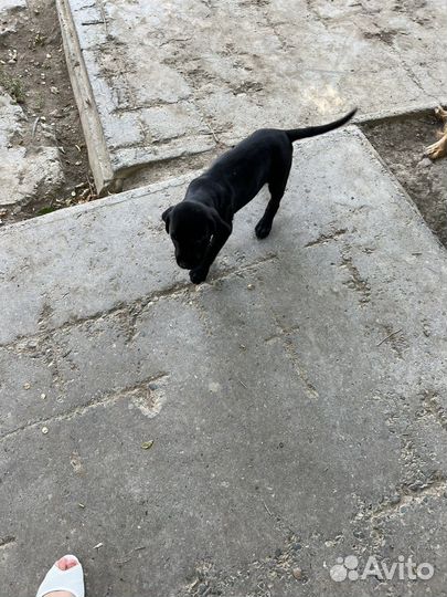 Щенки лабрадора