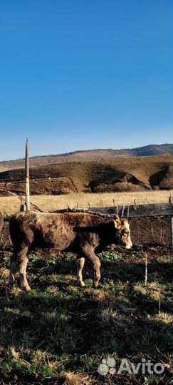 Бычки подсосные