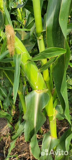 Сладкая кукуруза.сорт Агрос.опт