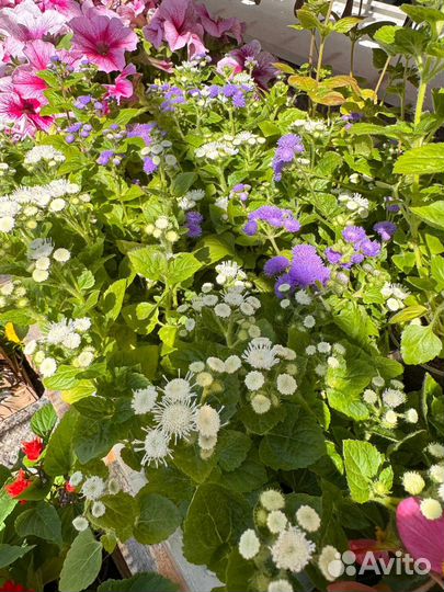 Агератум рассада