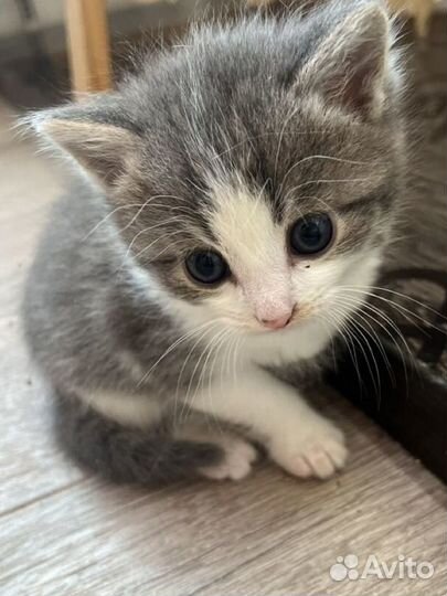 Котенок в добрые руки