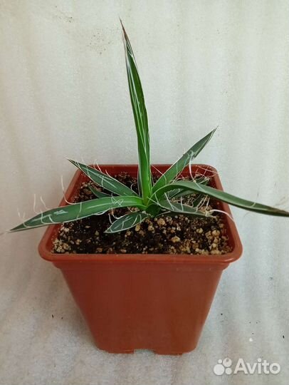 Агава Филифера Нитеносная