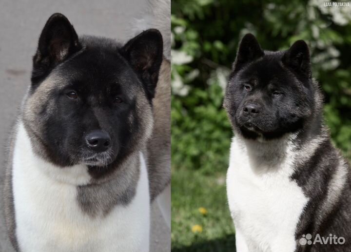 Щенки американской акиты