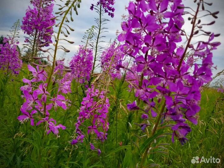 Иван чай 1кг кипрей для зож, натуральный состав