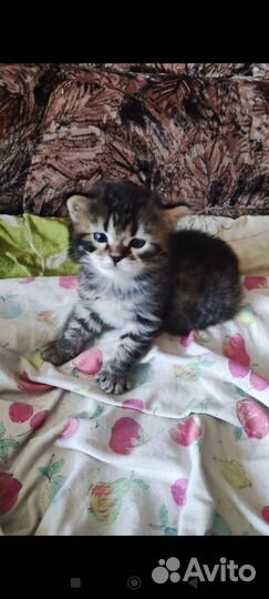 Котята метисы мейн- кун и бенгальские