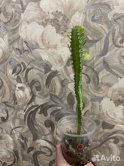 Молочай трехгранный