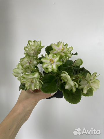 Цветущие фиалочки на подарок