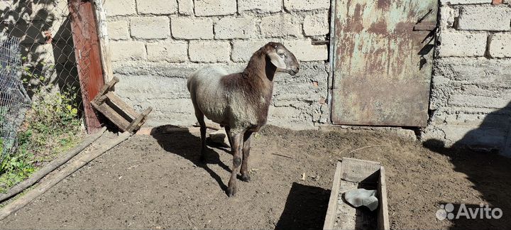 Баранчик на племя