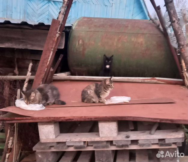 Котята в добрые руки бесплатно