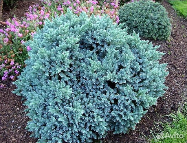 Можжевельник Блю Стар