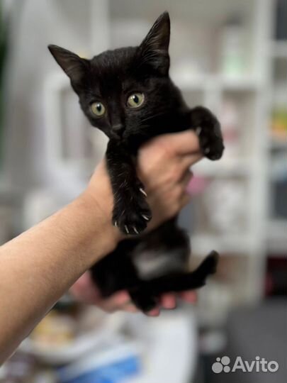 Котёнок девочка