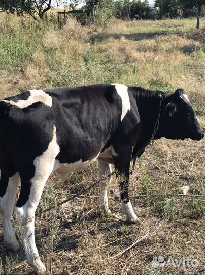 Бычок бычки телята теленок