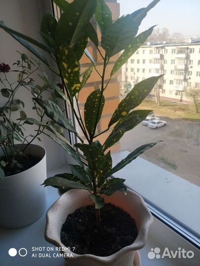 Кротон