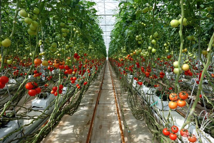 Разнорабочие в теплицу ст.Пластуновская