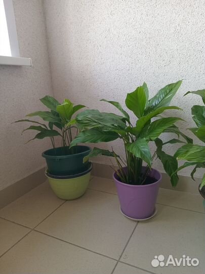 Спатифиллум