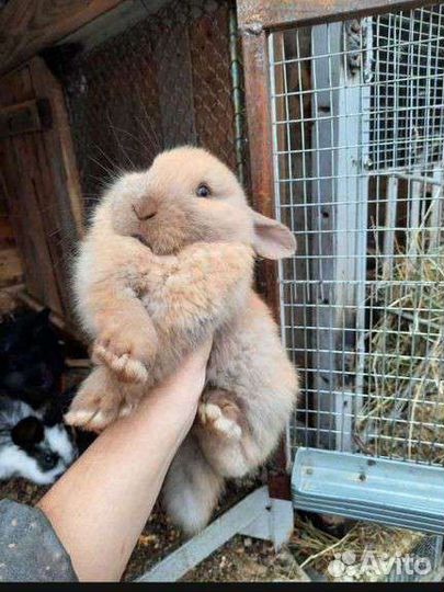 Французские бараны